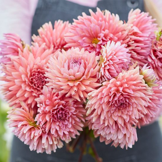 Madeleine - obrazek 2