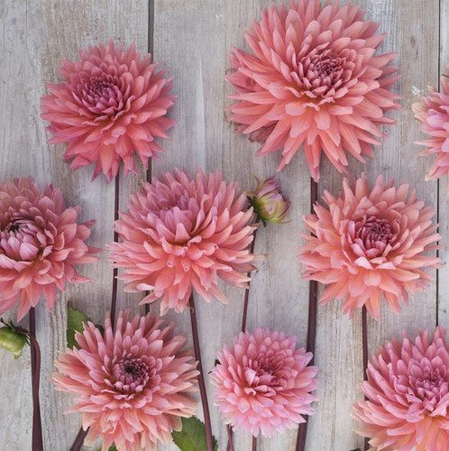 Madeleine - obrazek 3