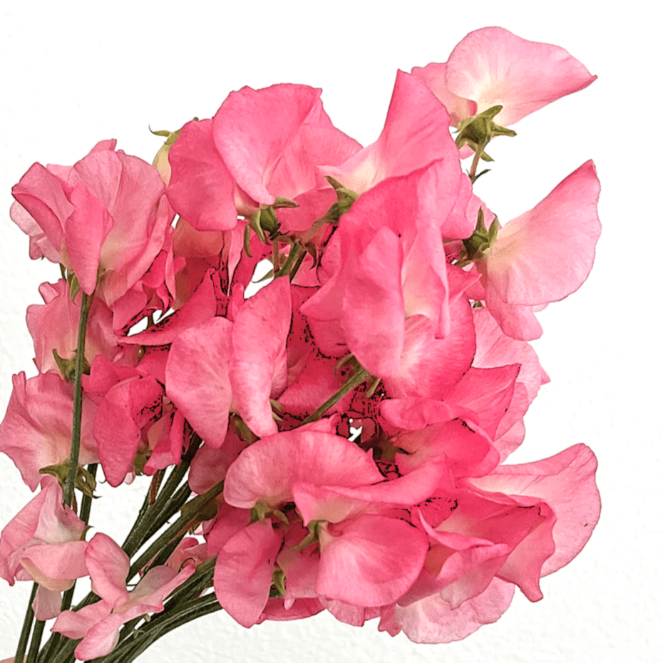 Groszek pachnący Mammoth Salmon Cream (Holland Flowers)