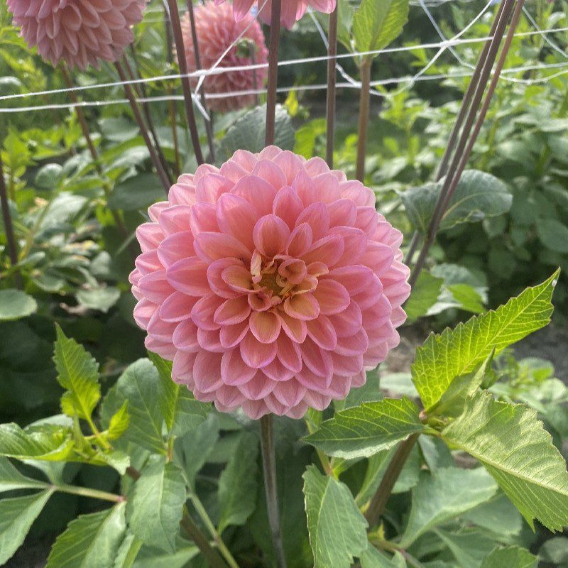 Moderato - obrazek 2