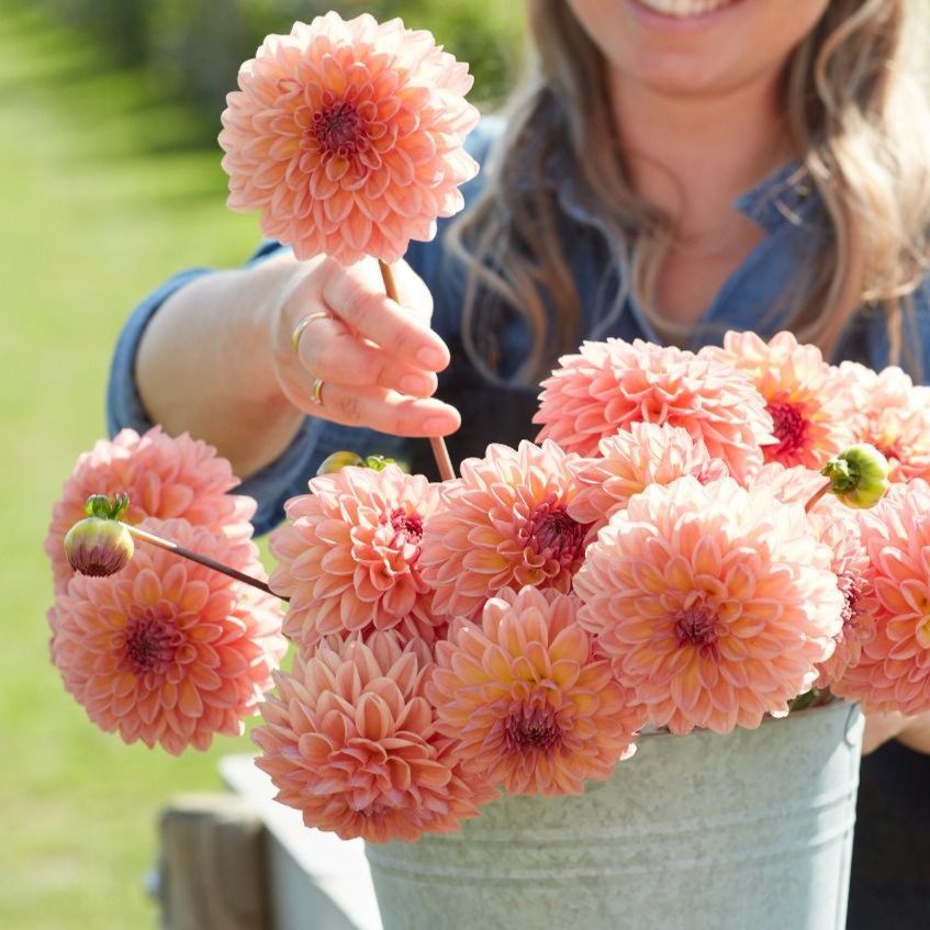 Moderato - obrazek 4