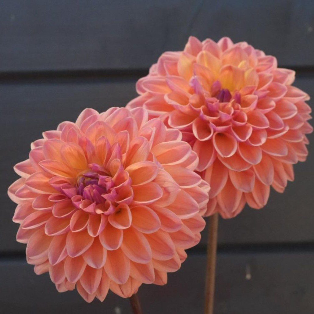 Moderato - obrazek 3