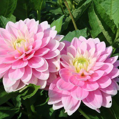 Pink Delight - obrazek 2