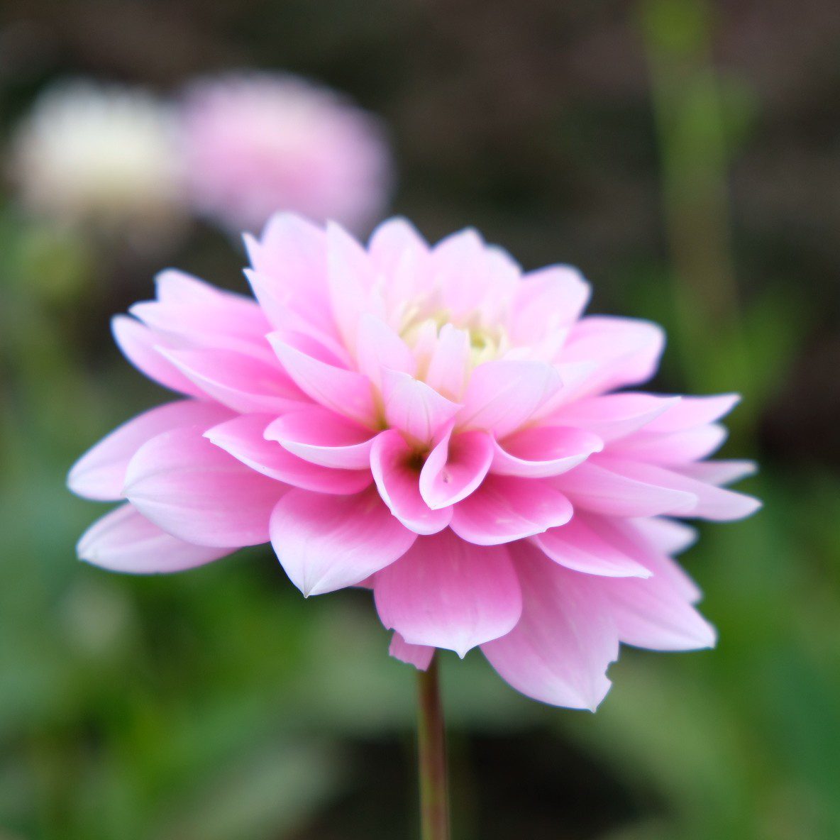 Pink Delight - obrazek 3