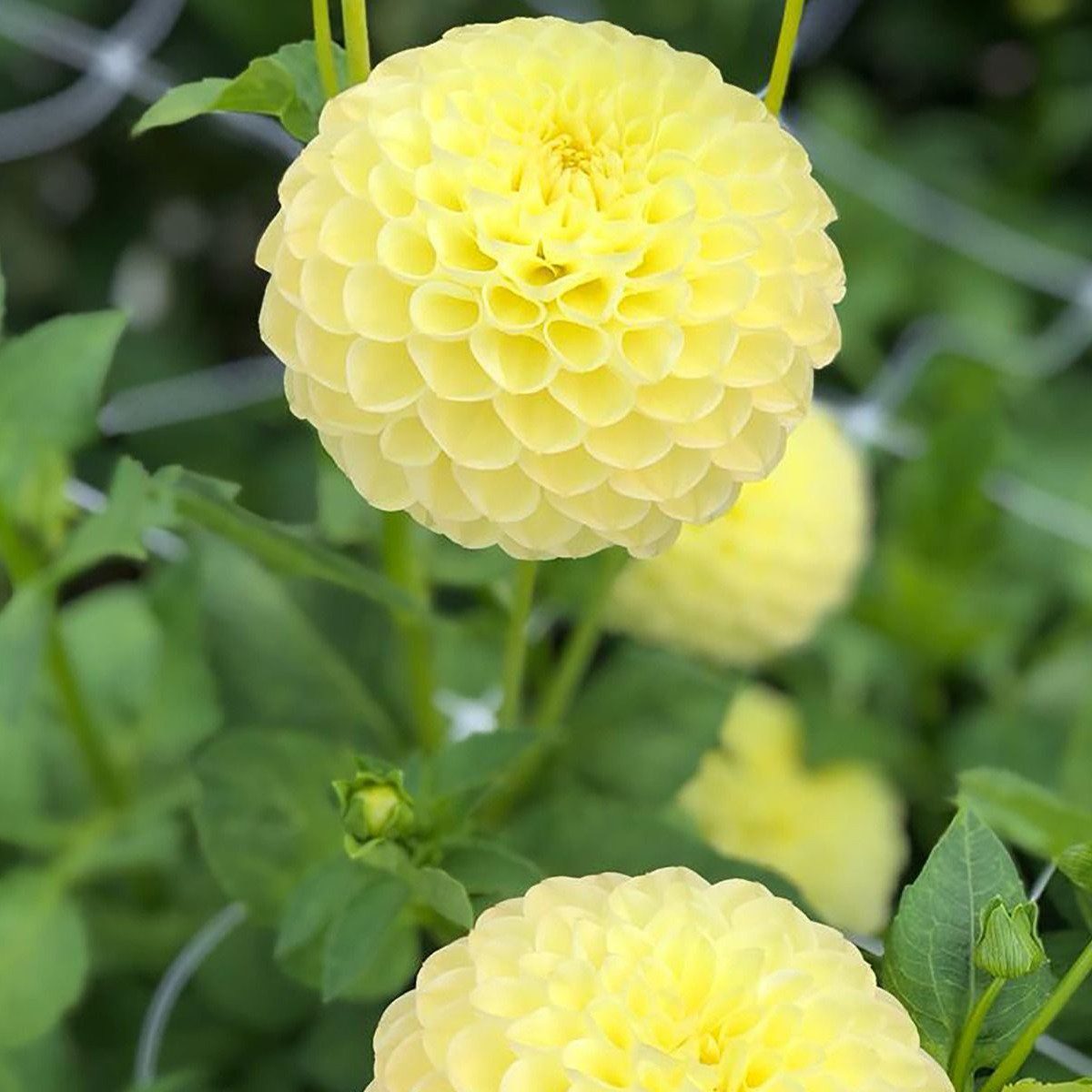 Polyventon Supreme - obrazek 2