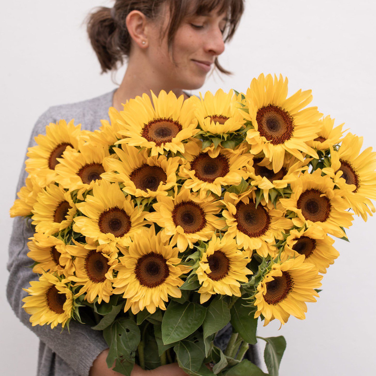 Słonecznik ProCut Peach (Loukykvet)