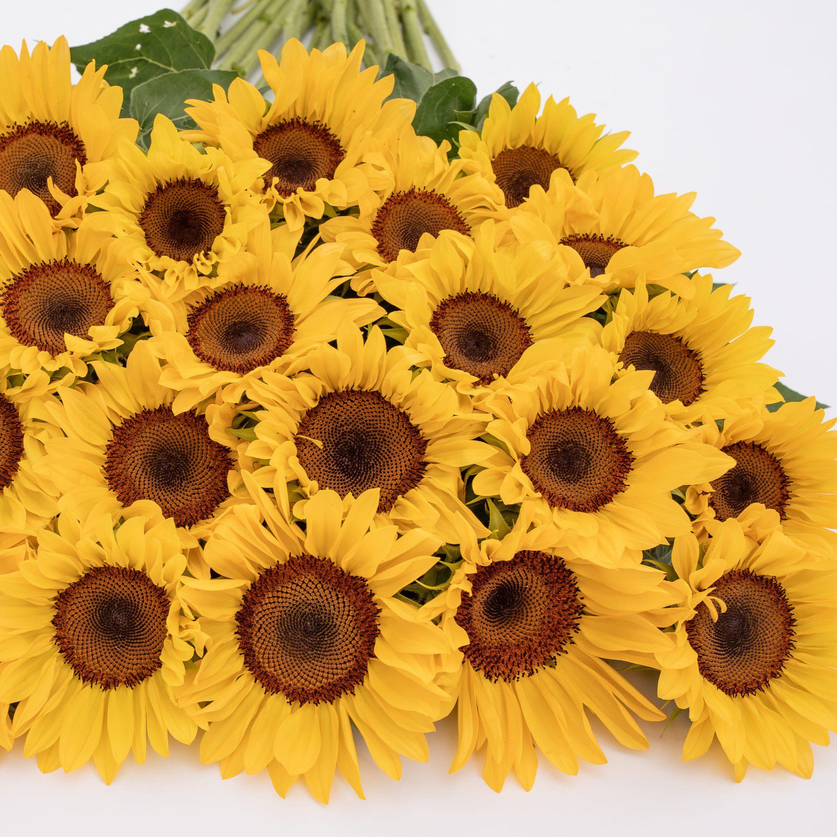 Słonecznik ProCut Peach (Loukykvet) - obrazek 2