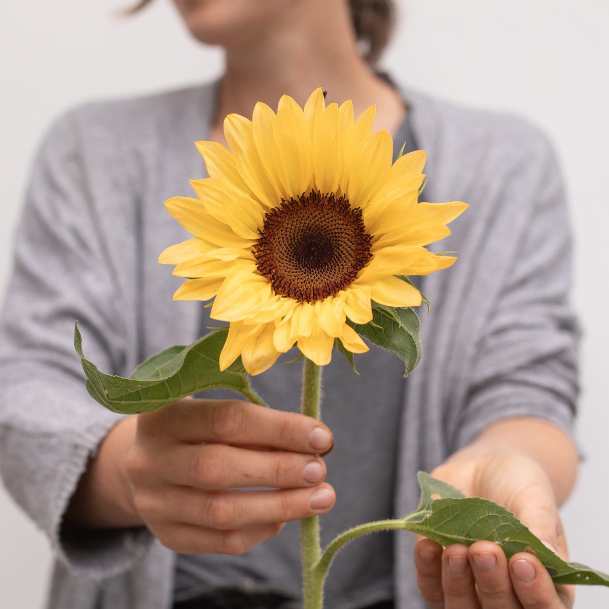 Słonecznik ProCut Peach (Loukykvet) - obrazek 3