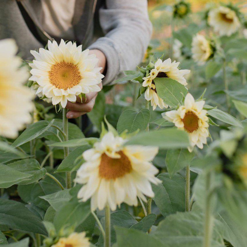Słonecznik ProCut White Lite (Loukykvet)