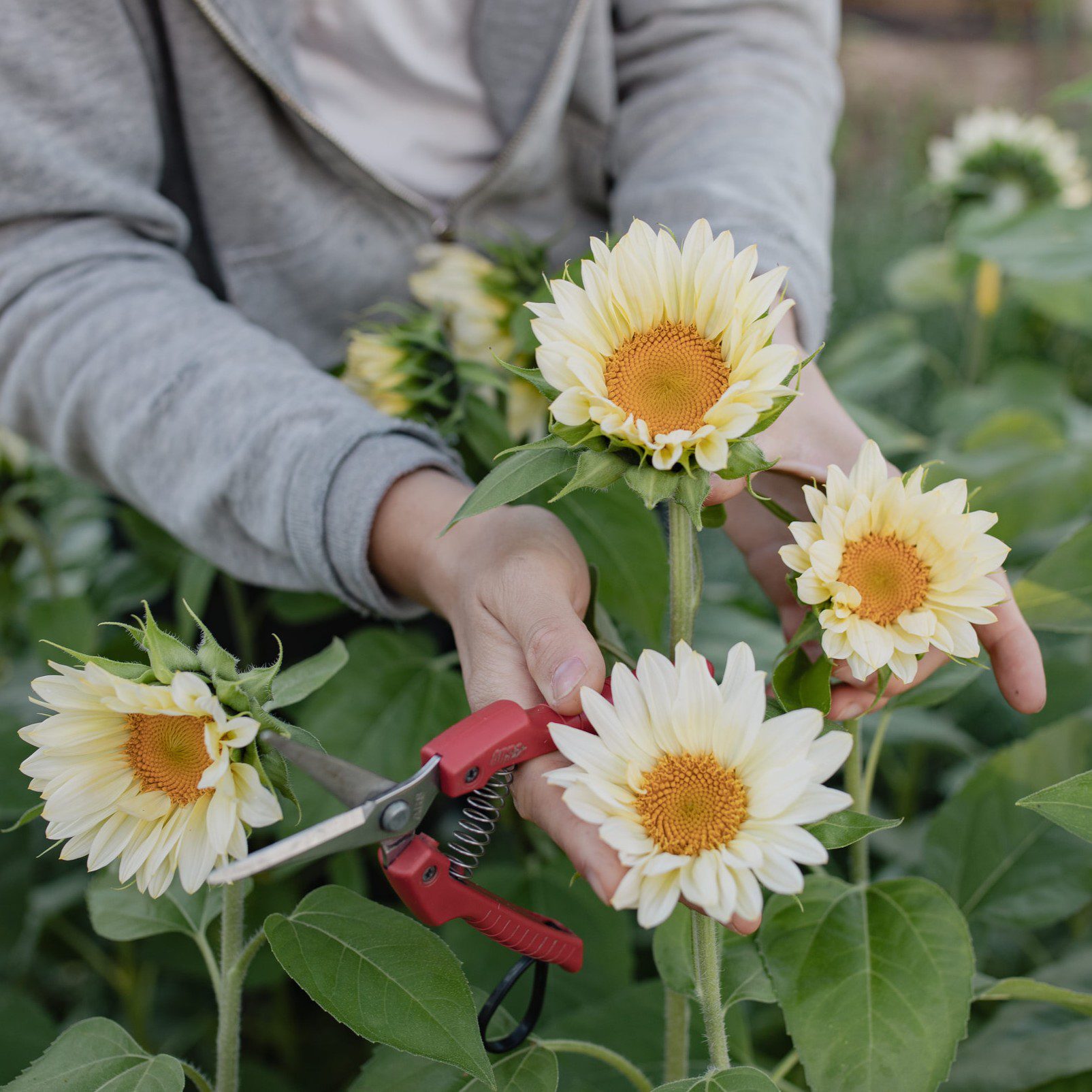 Słonecznik ProCut White Lite (Loukykvet) - obrazek 3