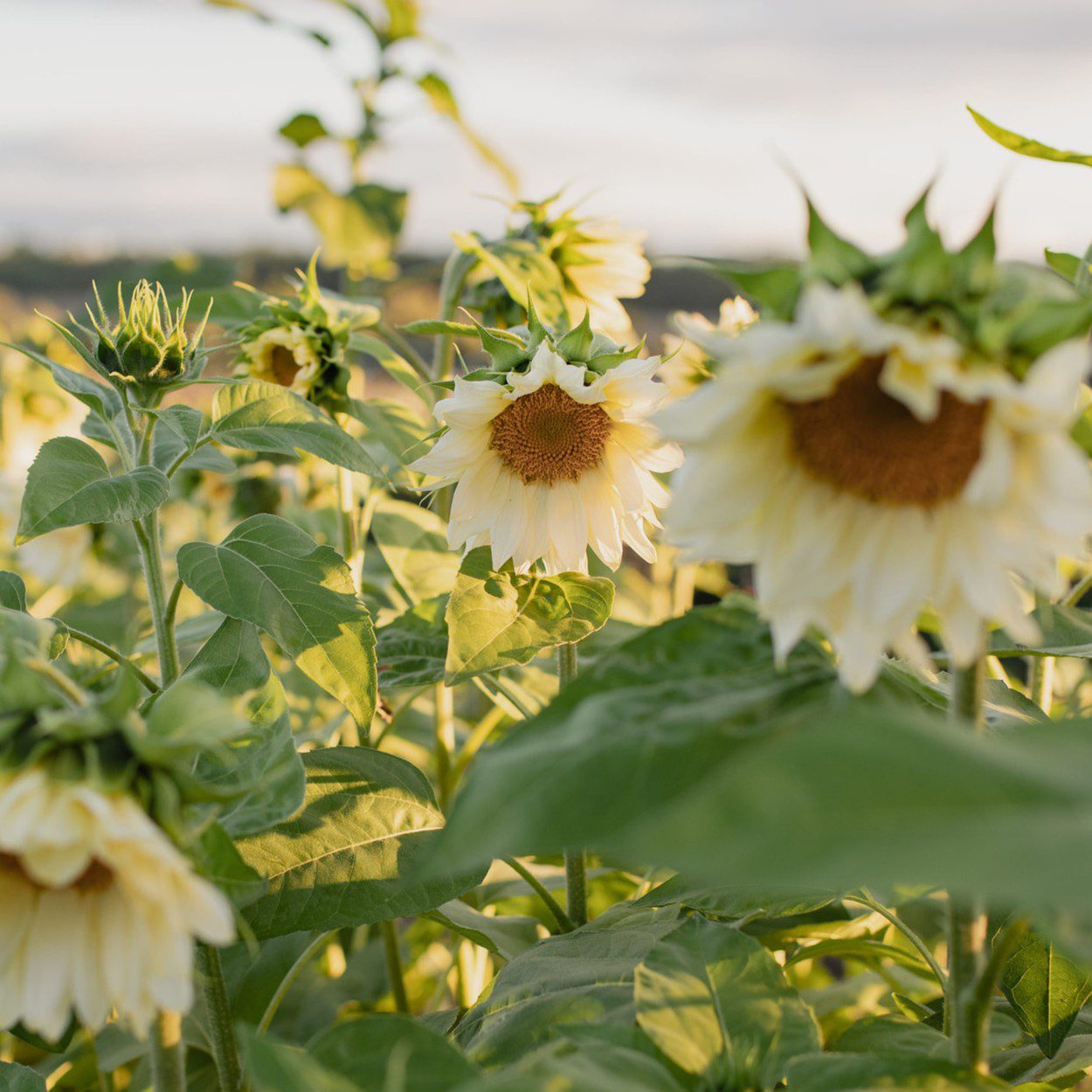 Słonecznik ProCut White Lite (Loukykvet) - obrazek 2