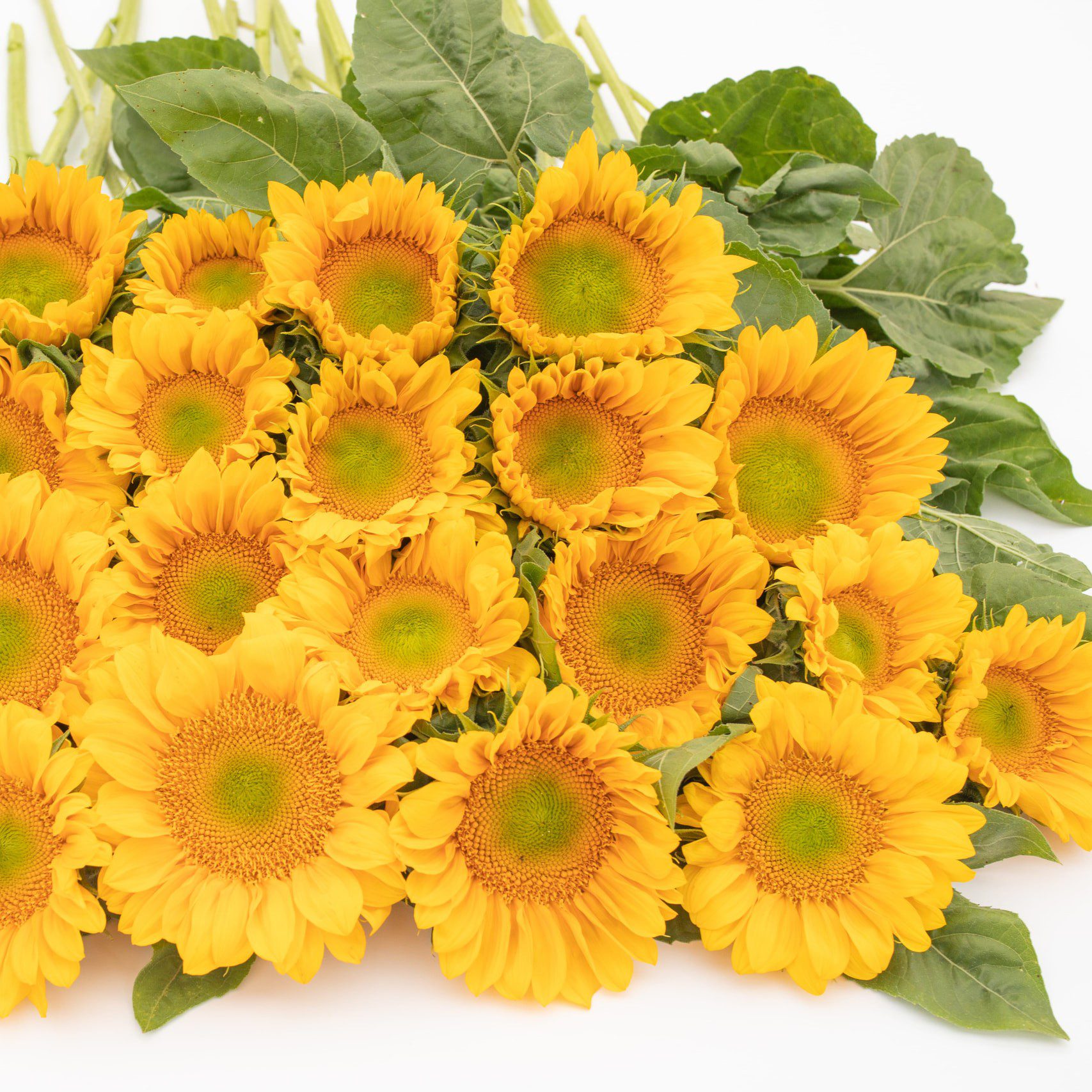 Słonecznik ProCut Gold Lite (Loukykvet) - obrazek 3