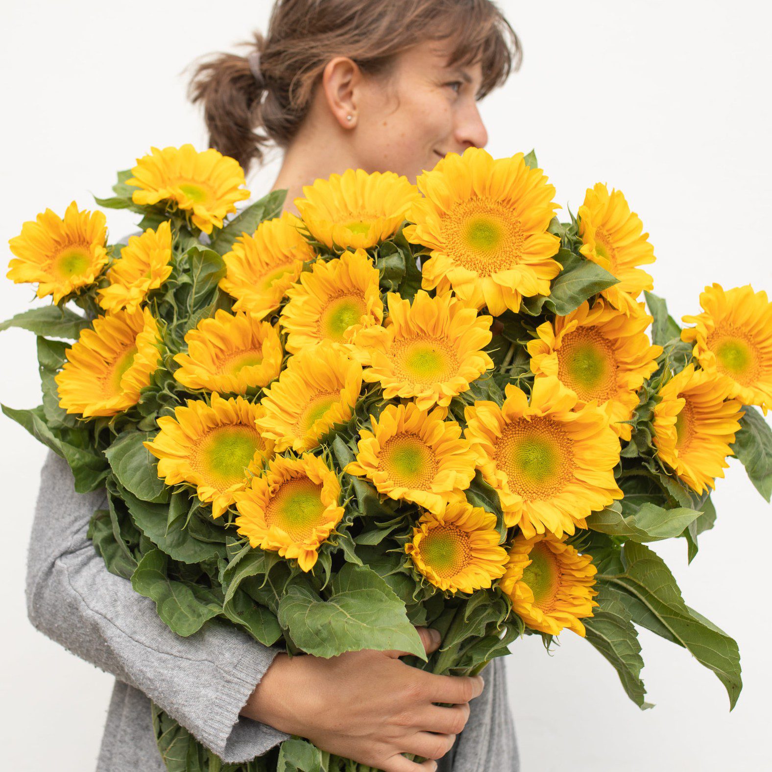 Słonecznik ProCut Gold Lite (Loukykvet)