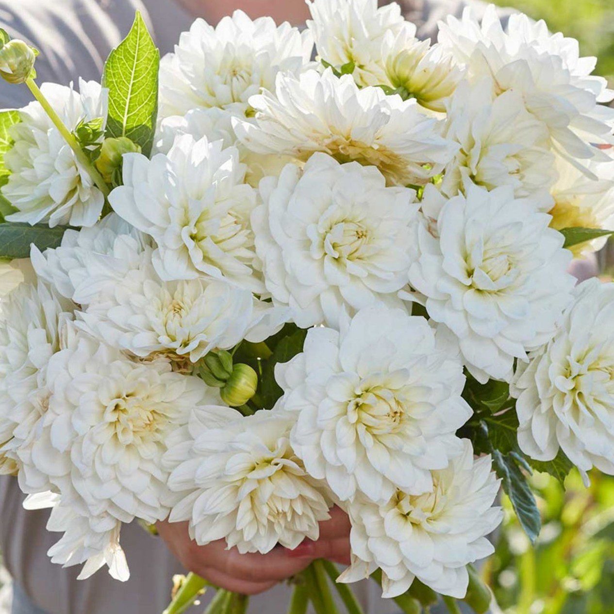 White Swan - obrazek 3