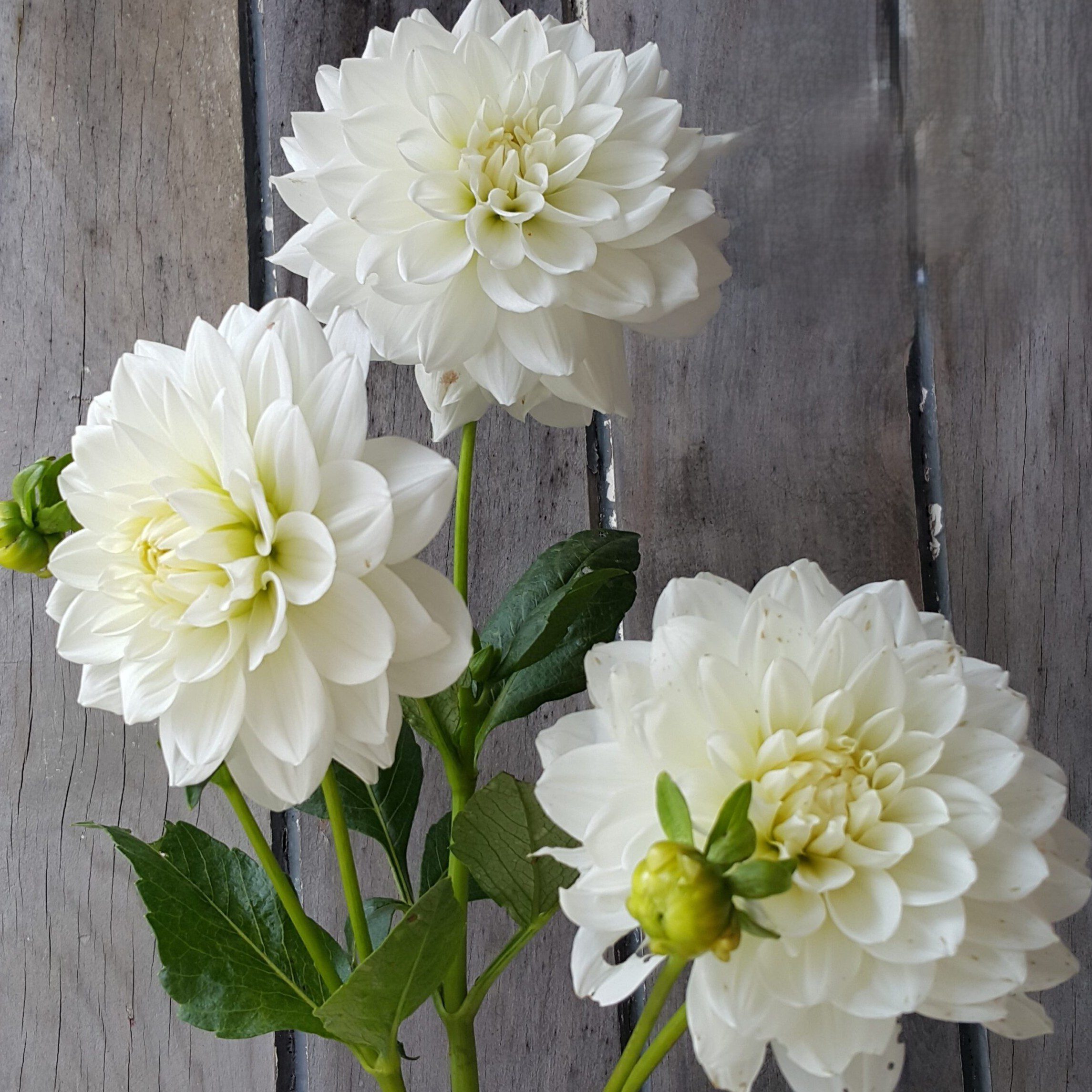 White Swan - obrazek 4