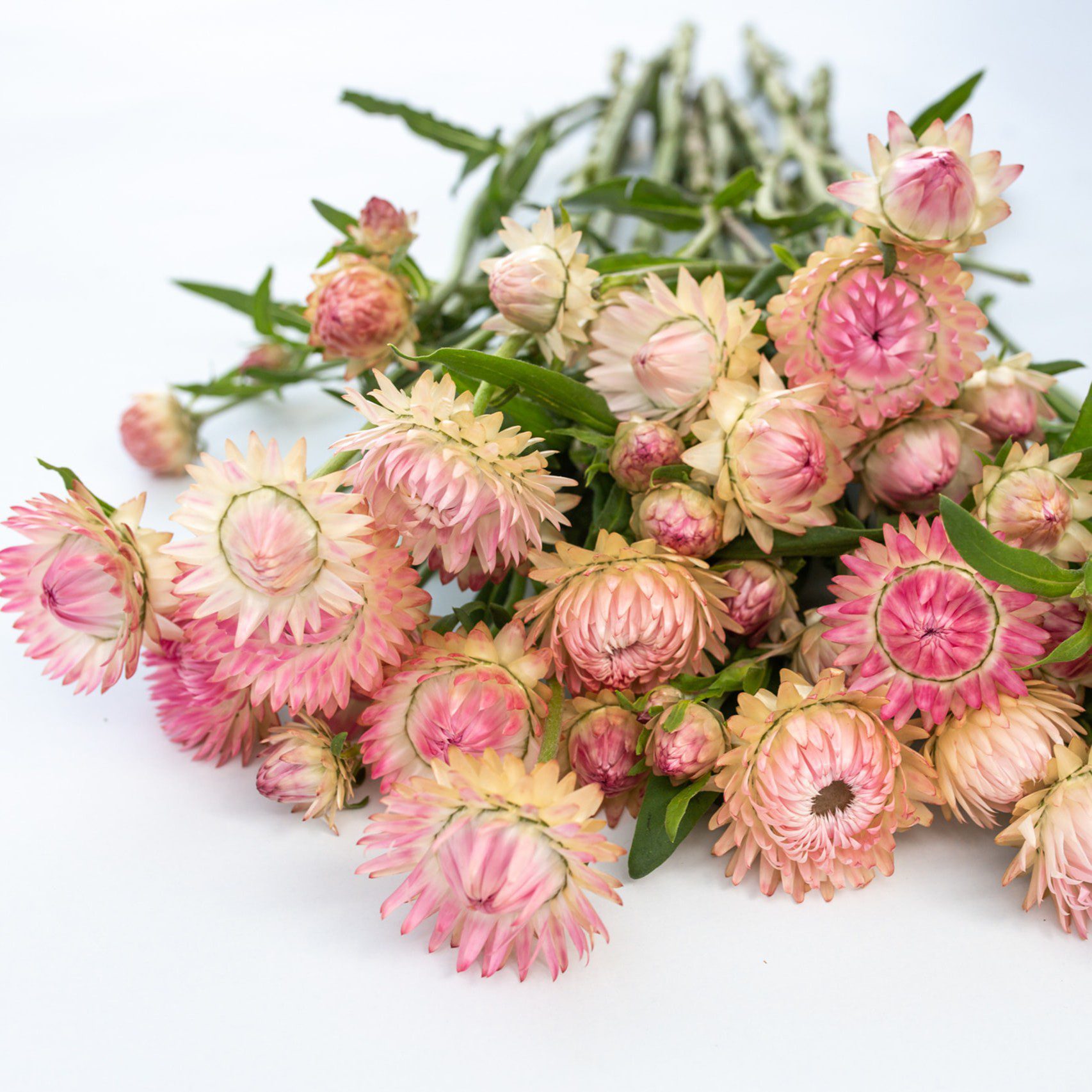 Kocanka ogrodowa Bright Pink (Loukykvet)