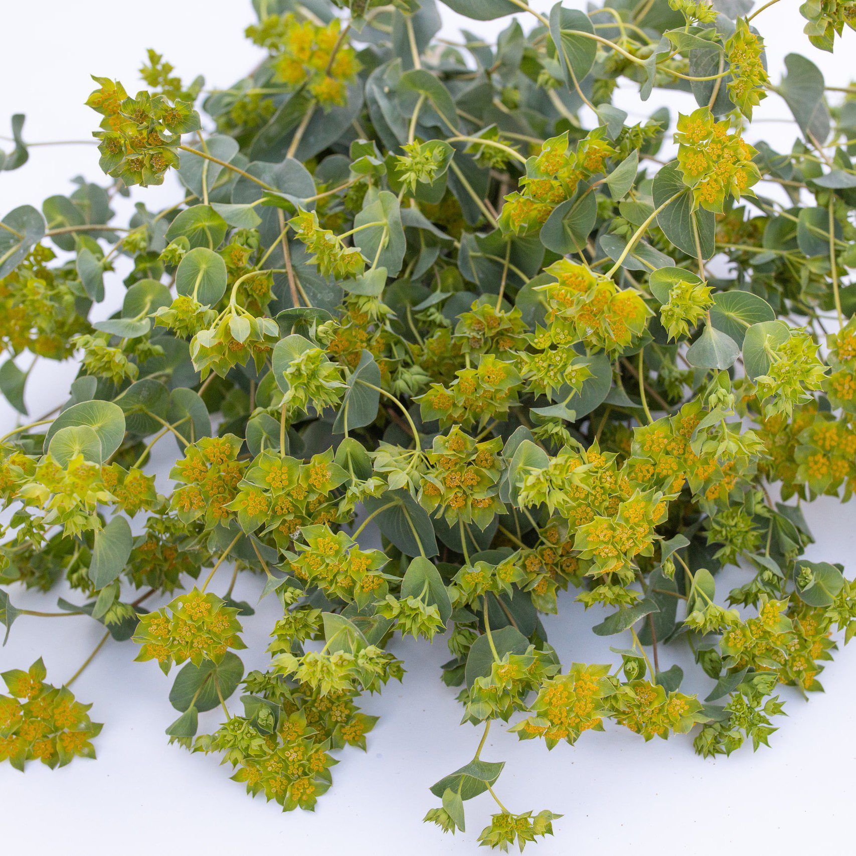 Przewiercień okrągłolistny (Loukykvet)