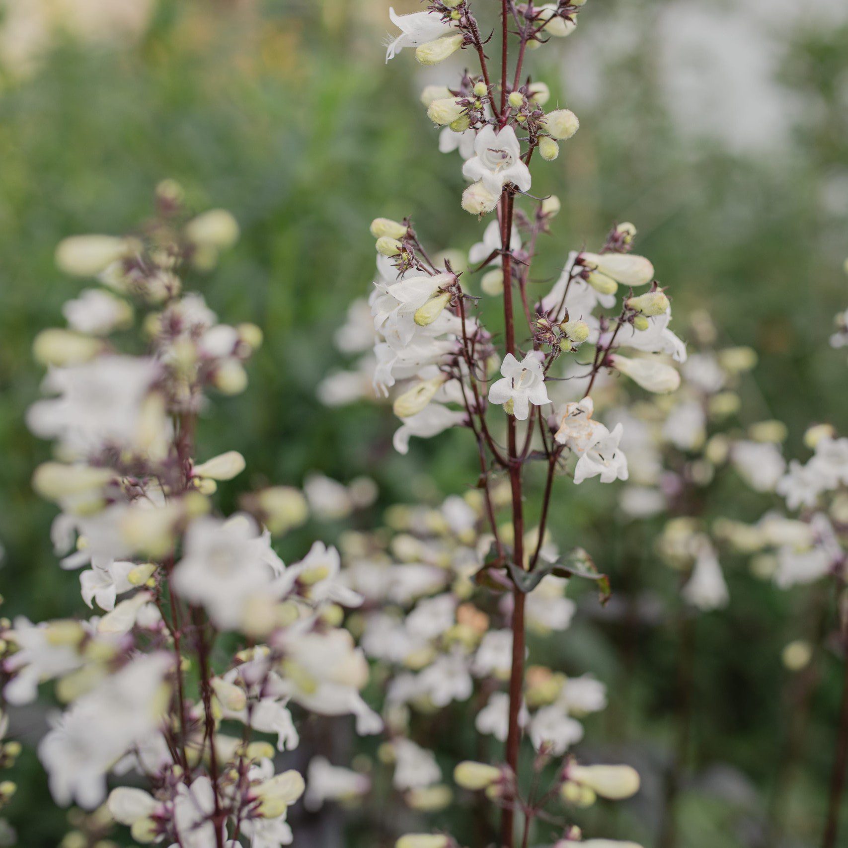 Penstemon Mystica (Loukykvet)